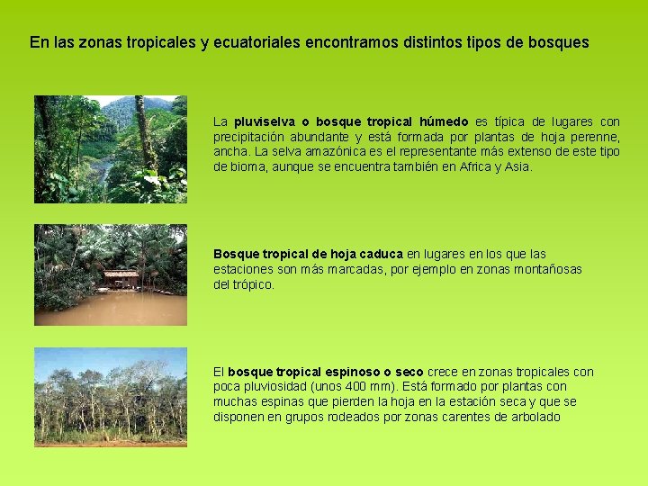En las zonas tropicales y ecuatoriales encontramos distintos tipos de bosques La pluviselva o En las zonas tropicales y ecuatoriales encontramos distintos tipos de bosques La pluviselva o