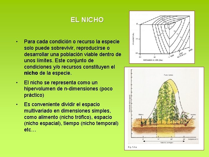 EL NICHO • Para cada condición o recurso la especie solo puede sobrevivir, reproducirse EL NICHO • Para cada condición o recurso la especie solo puede sobrevivir, reproducirse
