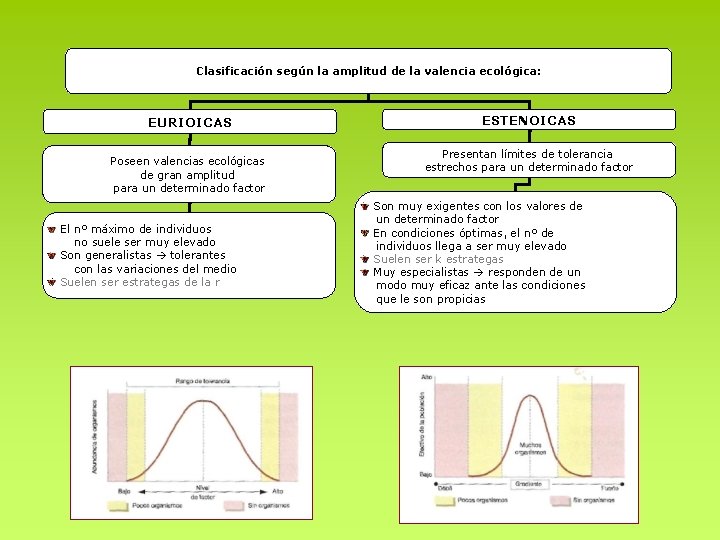 Clasificación según la amplitud de la valencia ecológica: EURIOICAS Poseen valencias ecológicas de gran Clasificación según la amplitud de la valencia ecológica: EURIOICAS Poseen valencias ecológicas de gran