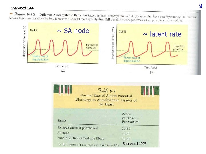 9 Sherwood 1997 ~ SA node ~ latent rate Sherwood 1997 9 Sherwood 1997 ~ SA node ~ latent rate Sherwood 1997