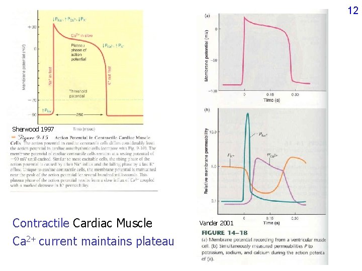 12 Sherwood 1997 Contractile Cardiac Muscle Ca 2+ current maintains plateau Vander 2001 12 Sherwood 1997 Contractile Cardiac Muscle Ca 2+ current maintains plateau Vander 2001