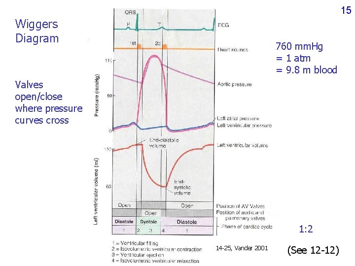 15 Wiggers Diagram 760 mm. Hg = 1 atm = 9. 8 m blood 15 Wiggers Diagram 760 mm. Hg = 1 atm = 9. 8 m blood