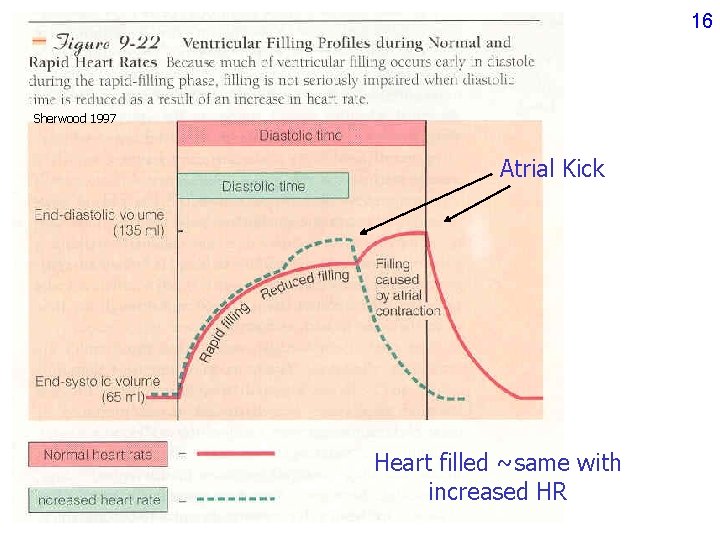 16 Sherwood 1997 Atrial Kick Heart filled ~same with increased HR 16 Sherwood 1997 Atrial Kick Heart filled ~same with increased HR