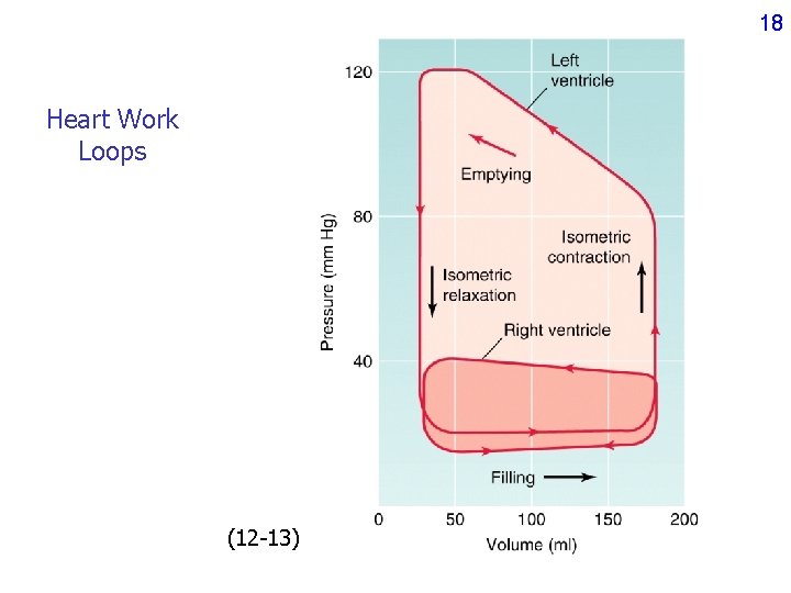 18 Heart Work Loops (12 -13) 18 Heart Work Loops (12 -13)