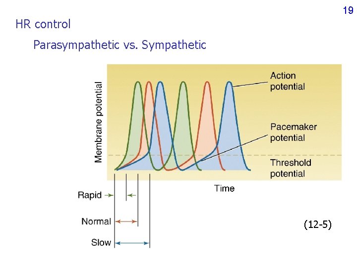 19 HR control Parasympathetic vs. Sympathetic (12 -5) 19 HR control Parasympathetic vs. Sympathetic (12 -5)