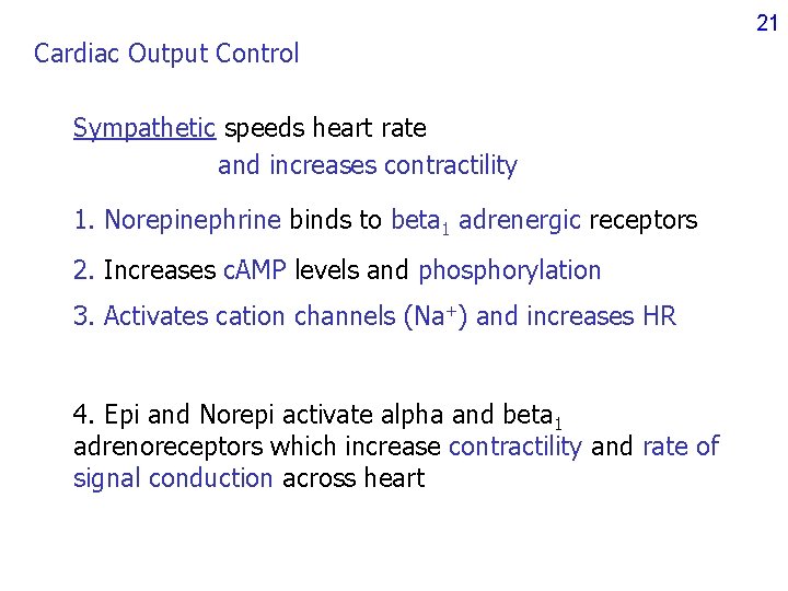 21 Cardiac Output Control Sympathetic speeds heart rate and increases contractility 1. Norepinephrine binds 21 Cardiac Output Control Sympathetic speeds heart rate and increases contractility 1. Norepinephrine binds