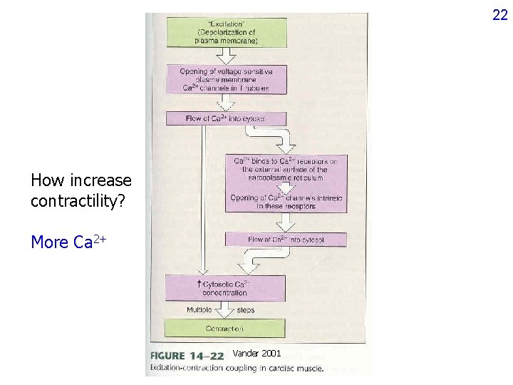 22 How increase contractility? More Ca 2+ Vander 2001 22 How increase contractility? More Ca 2+ Vander 2001