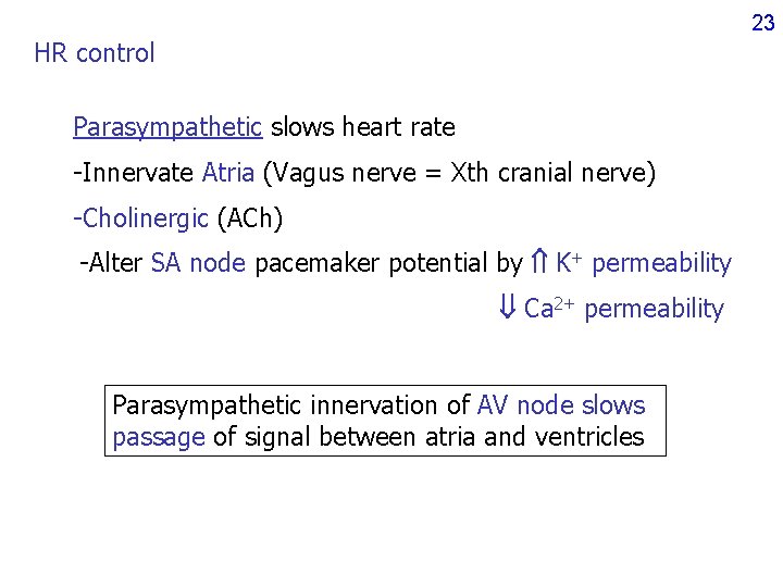 23 HR control Parasympathetic slows heart rate -Innervate Atria (Vagus nerve = Xth cranial 23 HR control Parasympathetic slows heart rate -Innervate Atria (Vagus nerve = Xth cranial