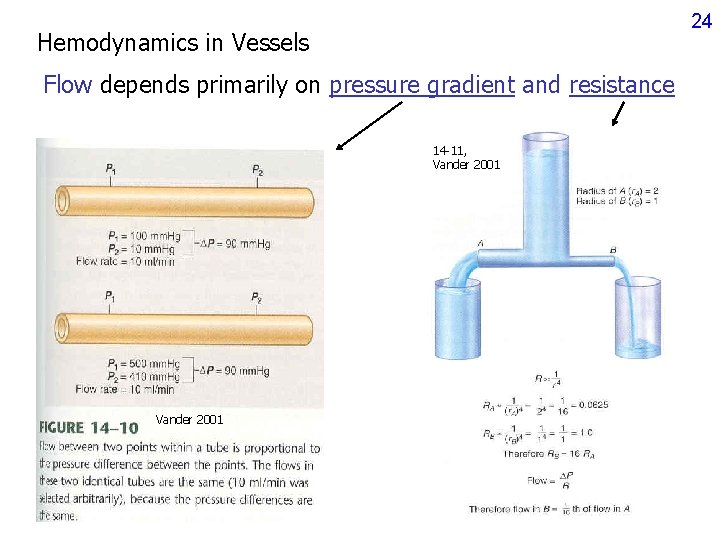 24 Hemodynamics in Vessels Flow depends primarily on pressure gradient and resistance 14 -11, 24 Hemodynamics in Vessels Flow depends primarily on pressure gradient and resistance 14 -11,