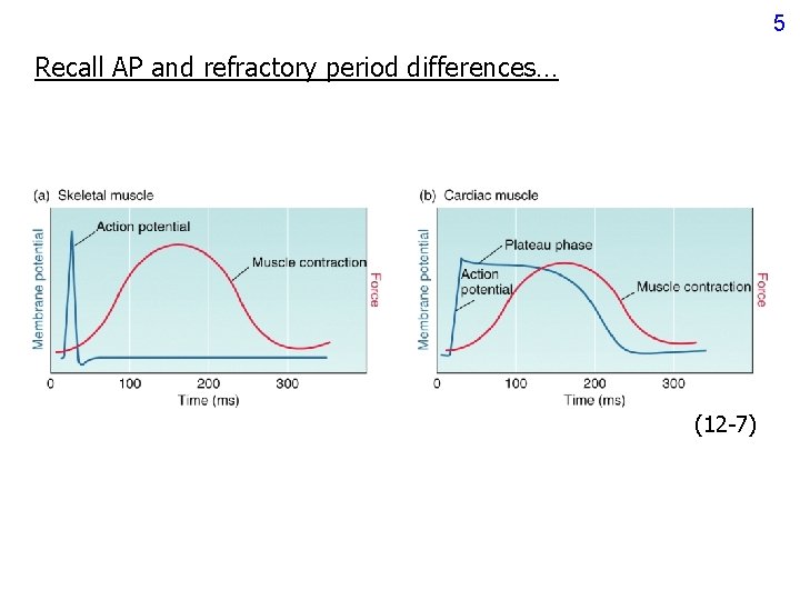 5 Recall AP and refractory period differences… (12 -7) 5 Recall AP and refractory period differences… (12 -7)