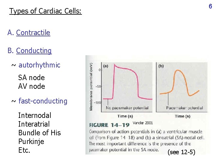 6 Types of Cardiac Cells: A. Contractile B. Conducting ~ autorhythmic SA node AV 6 Types of Cardiac Cells: A. Contractile B. Conducting ~ autorhythmic SA node AV