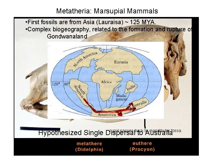 Metatheria: Marsupial Mammals • First fossils are from Asia (Lauraisa) ~ 125 MYA. •