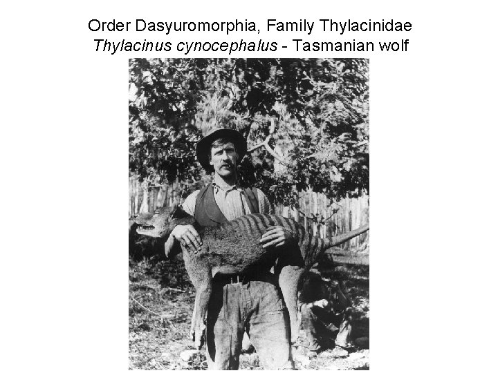 Order Dasyuromorphia, Family Thylacinidae Thylacinus cynocephalus - Tasmanian wolf 