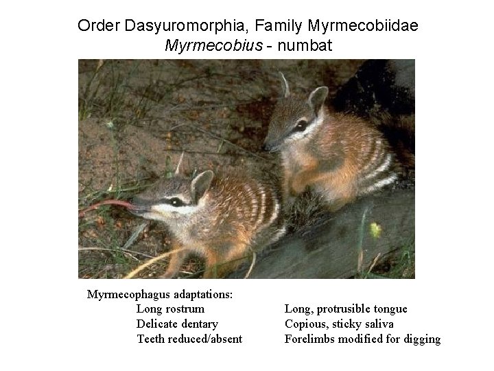 Order Dasyuromorphia, Family Myrmecobiidae Myrmecobius - numbat Myrmecophagus adaptations: Long rostrum Delicate dentary Teeth