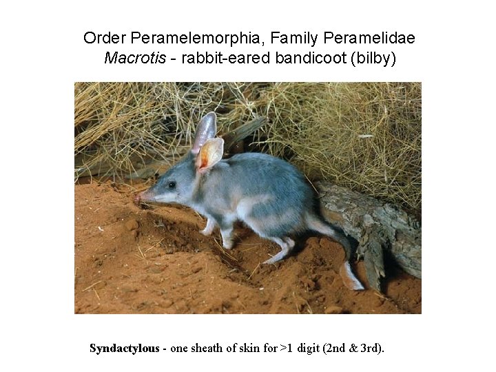 Order Peramelemorphia, Family Peramelidae Macrotis - rabbit-eared bandicoot (bilby) Syndactylous - one sheath of