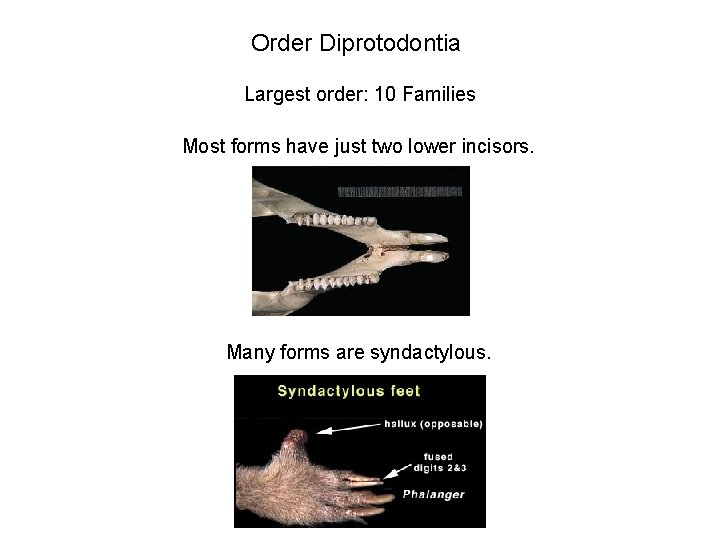 Order Diprotodontia Largest order: 10 Families Most forms have just two lower incisors. Many
