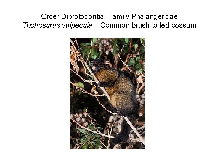 Order Diprotodontia, Family Phalangeridae Trichosurus vulpecula – Common brush-tailed possum 