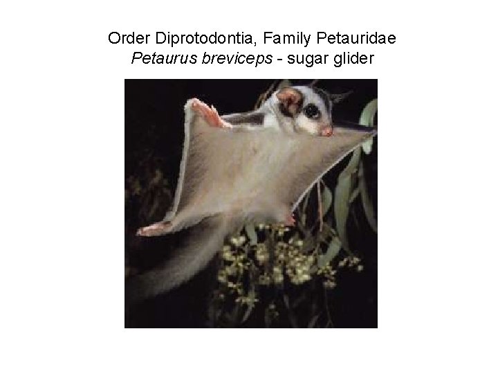 Order Diprotodontia, Family Petauridae Petaurus breviceps - sugar glider 
