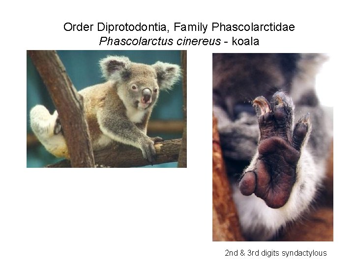 Order Diprotodontia, Family Phascolarctidae Phascolarctus cinereus - koala 2 nd & 3 rd digits