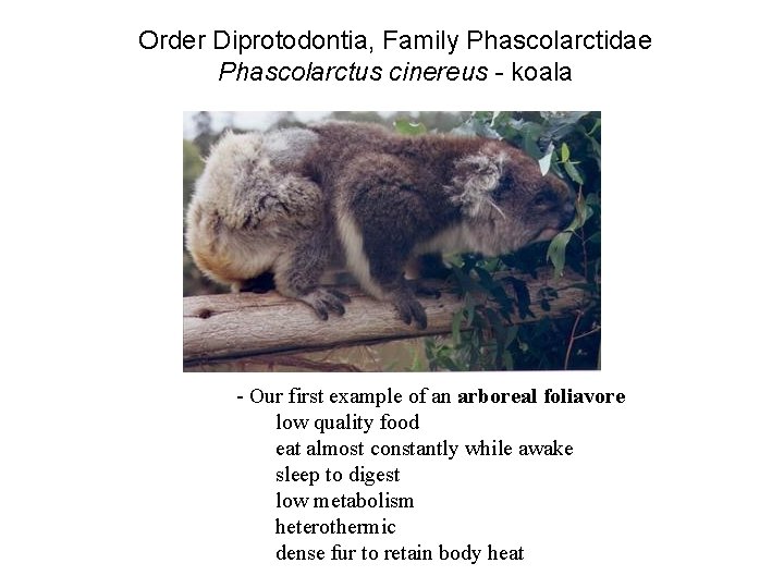 Order Diprotodontia, Family Phascolarctidae Phascolarctus cinereus - koala - Our first example of an