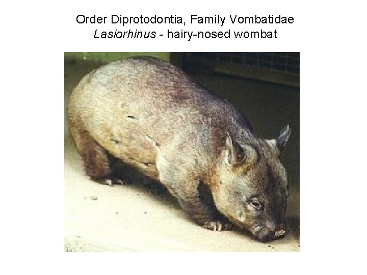 Order Diprotodontia, Family Vombatidae Lasiorhinus - hairy-nosed wombat 