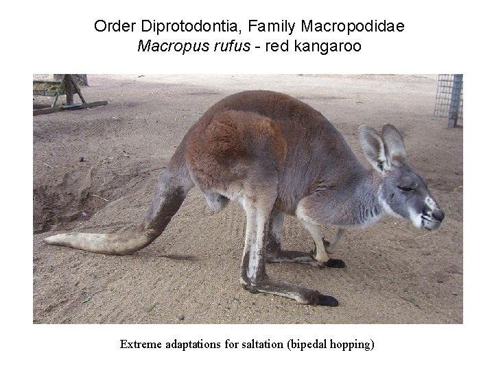 Order Diprotodontia, Family Macropodidae Macropus rufus - red kangaroo Extreme adaptations for saltation (bipedal