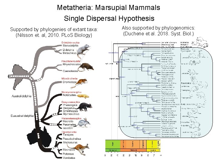 Metatheria: Marsupial Mammals Single Dispersal Hypothesis Supported by phylogenies of extant taxa: (Nilsson et.