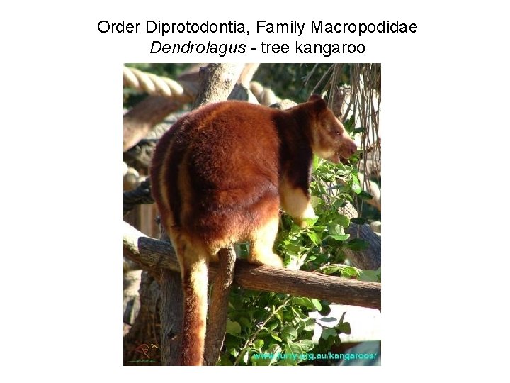 Order Diprotodontia, Family Macropodidae Dendrolagus - tree kangaroo 