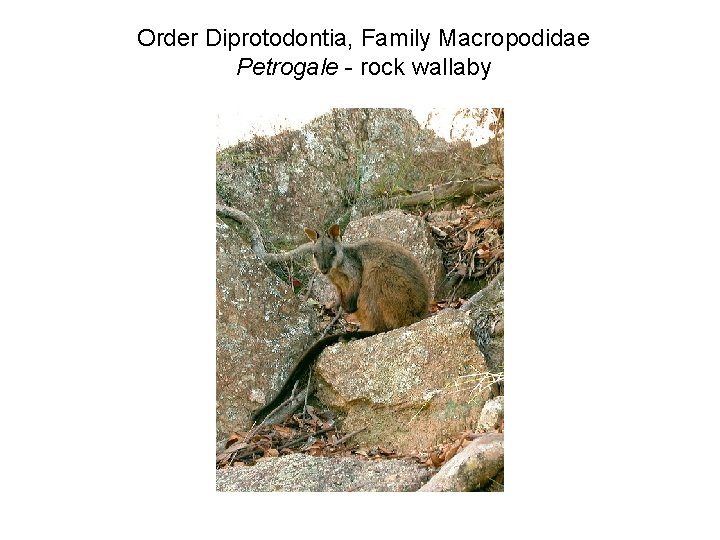 Order Diprotodontia, Family Macropodidae Petrogale - rock wallaby 