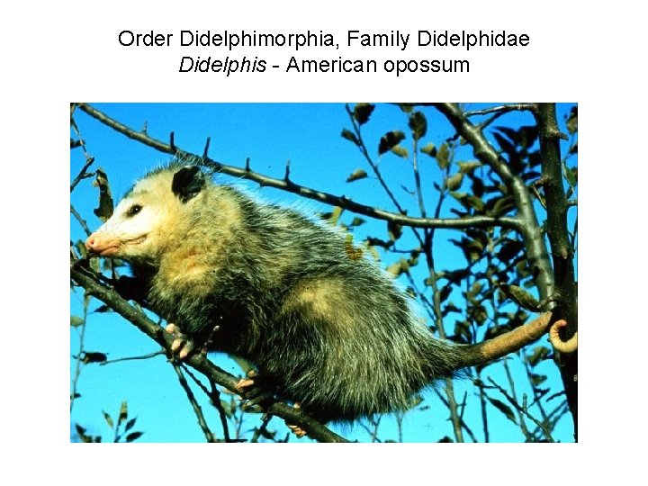 Order Didelphimorphia, Family Didelphidae Didelphis - American opossum 