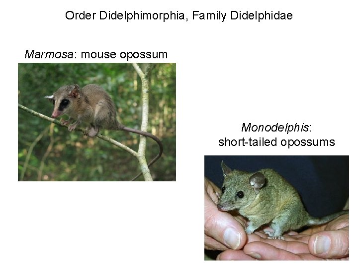 Order Didelphimorphia, Family Didelphidae Marmosa: mouse opossum Monodelphis: short-tailed opossums 