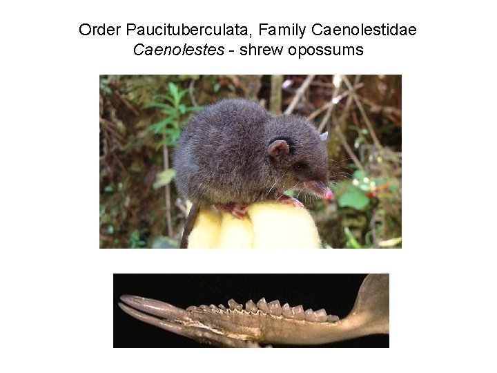 Order Paucituberculata, Family Caenolestidae Caenolestes - shrew opossums 