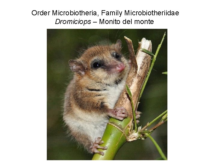 Order Microbiotheria, Family Microbiotheriidae Dromiciops – Monito del monte 