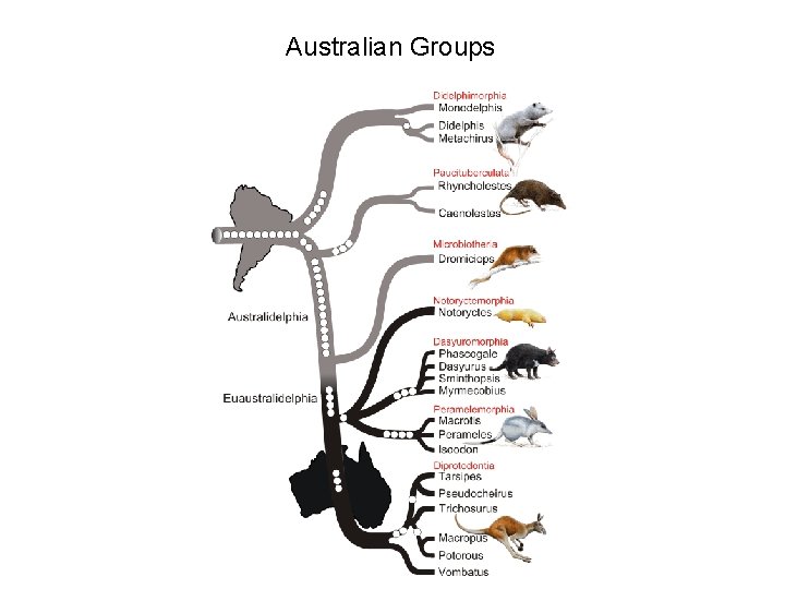 Australian Groups 