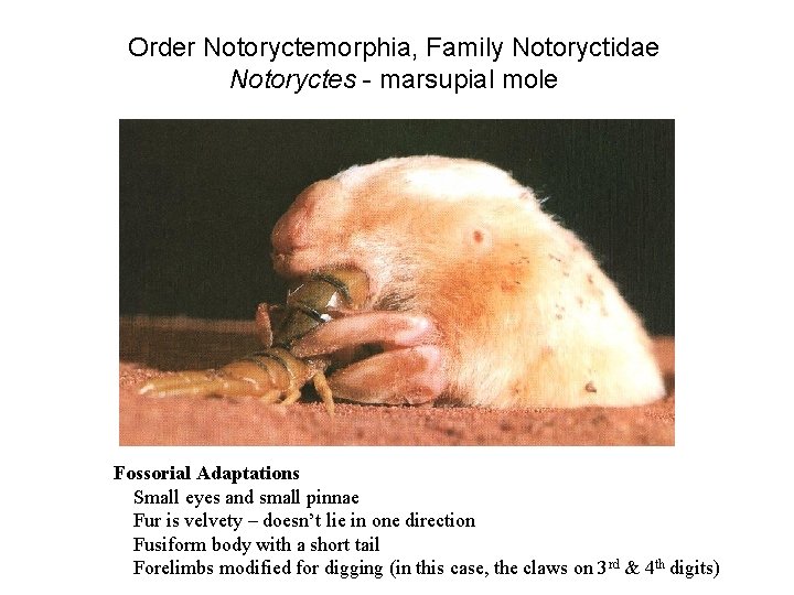 Order Notoryctemorphia, Family Notoryctidae Notoryctes - marsupial mole Fossorial Adaptations Small eyes and small