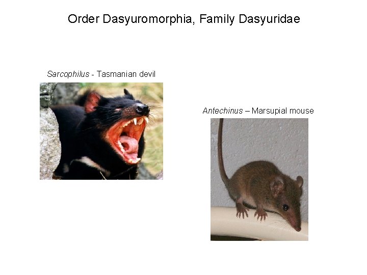 Order Dasyuromorphia, Family Dasyuridae Sarcophilus - Tasmanian devil Antechinus – Marsupial mouse 
