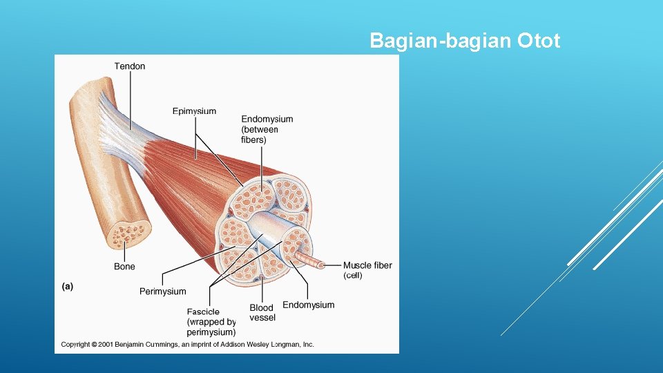 Bagian-bagian Otot 