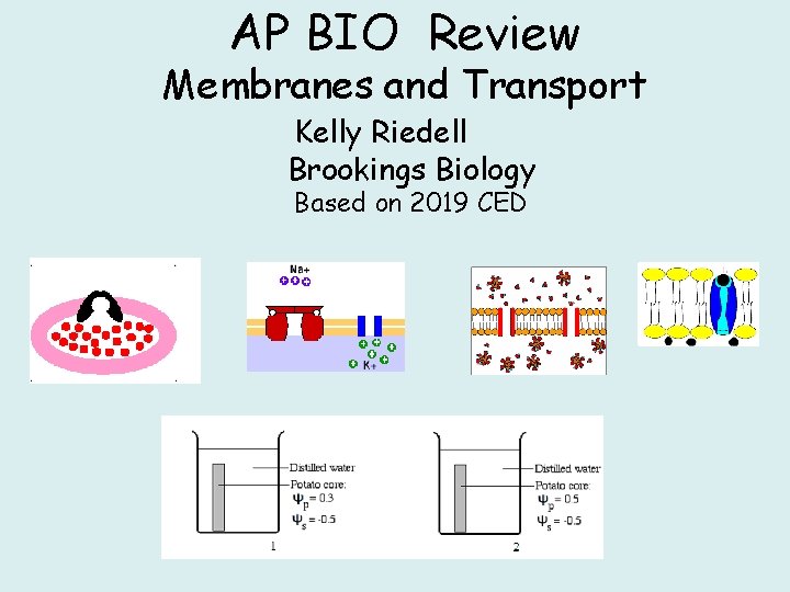 AP BIO Review Membranes and Transport Kelly Riedell Brookings Biology Based on 2019 CED