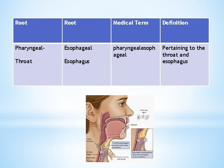 Root Medical Term Definition Pharyngeal- Esophageal pharyngealesoph ageal Throat Esophagus Pertaining to the throat