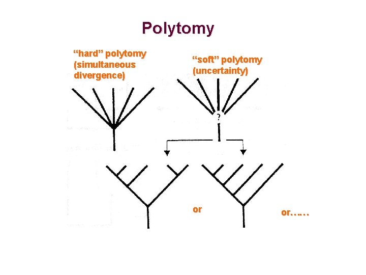 Polytomy “hard” polytomy (simultaneous divergence) “soft” polytomy (uncertainty) or or…… 