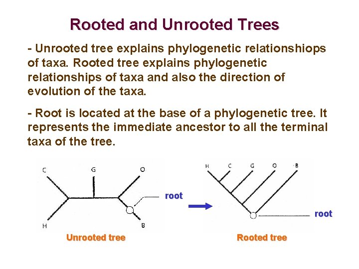 Rooted and Unrooted Trees - Unrooted tree explains phylogenetic relationshiops of taxa. Rooted tree