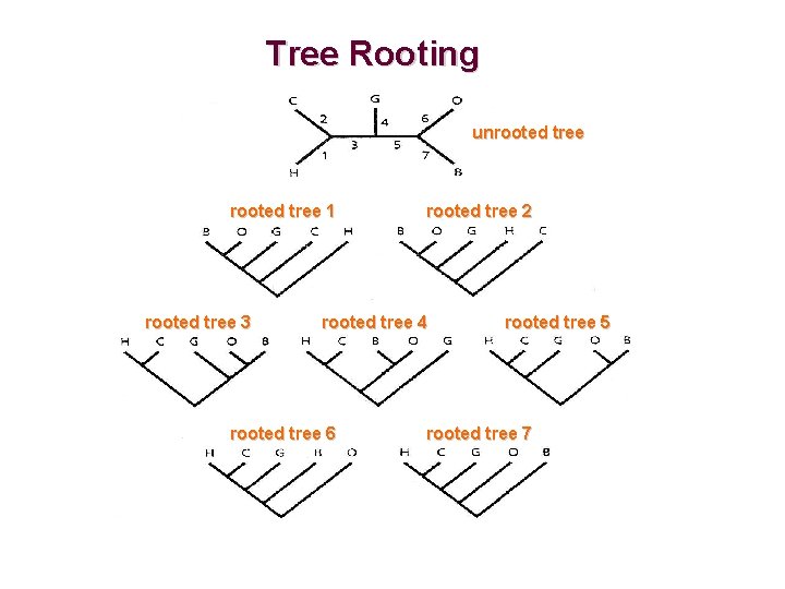 Tree Rooting unrooted tree 1 rooted tree 3 rooted tree 2 rooted tree 4
