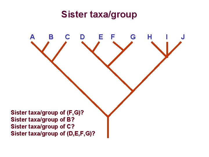 Sister taxa/group A B C D Sister taxa/group of (F, G)? Sister taxa/group of