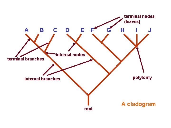 terminal nodes (leaves) A B terminal branches C D E F G H I