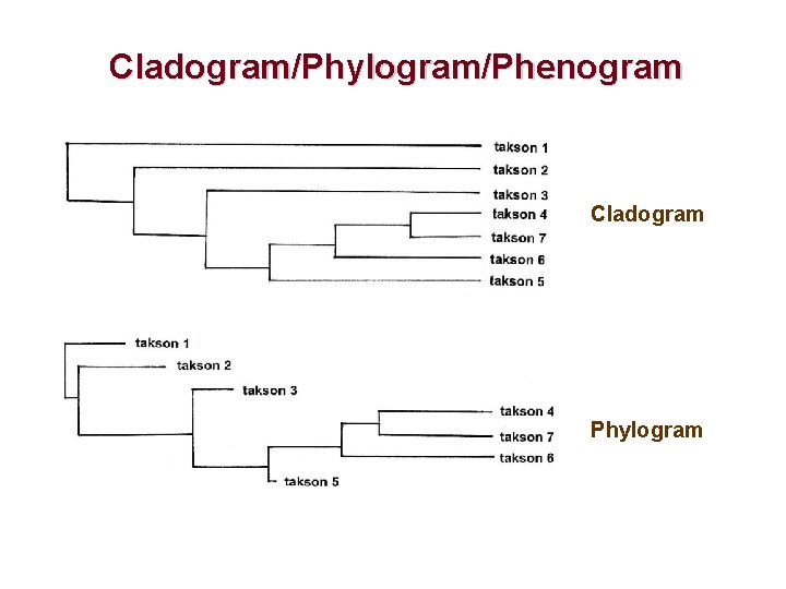 Cladogram/Phylogram/Phenogram Cladogram Phylogram 