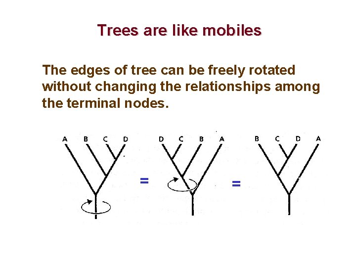 Trees are like mobiles The edges of tree can be freely rotated without changing