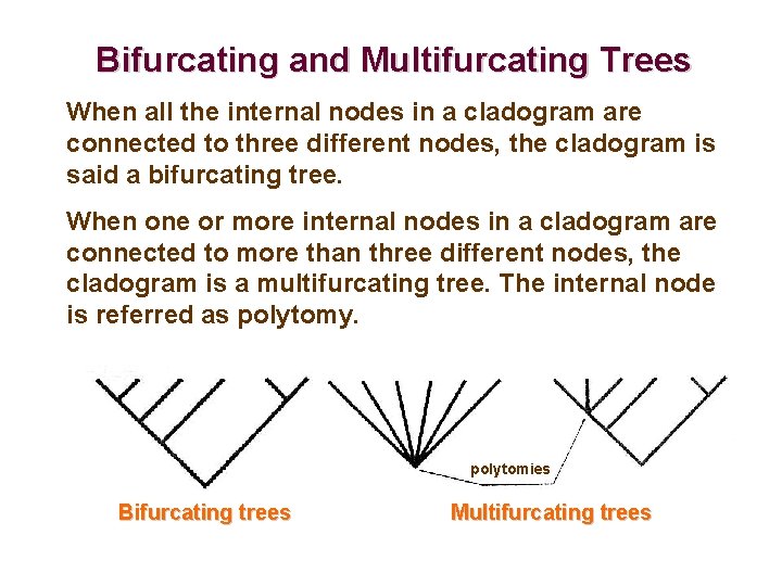 Bifurcating and Multifurcating Trees When all the internal nodes in a cladogram are connected
