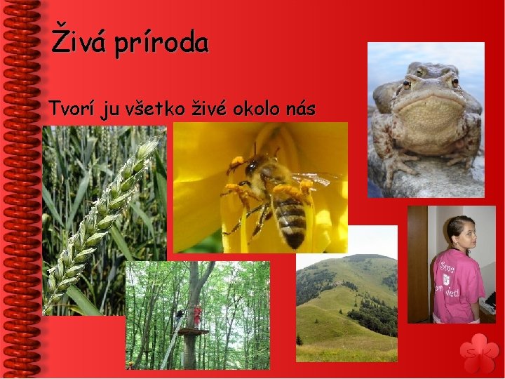 Živá príroda Tvorí ju všetko živé okolo nás 
