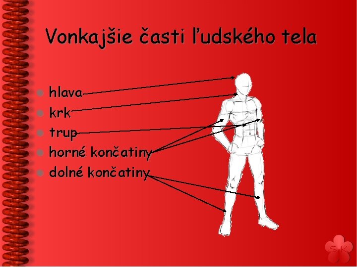 Vonkajšie časti ľudského tela l l l hlava krk trup horné končatiny dolné končatiny