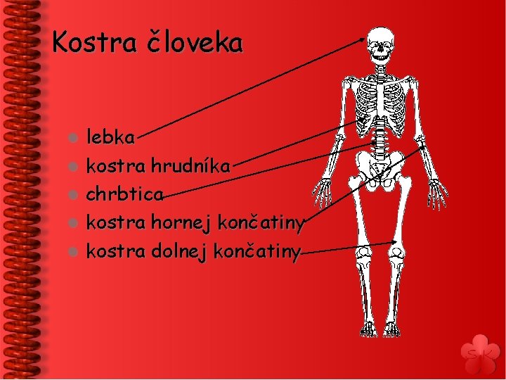 Kostra človeka l l lebka kostra hrudníka chrbtica kostra hornej končatiny kostra dolnej končatiny